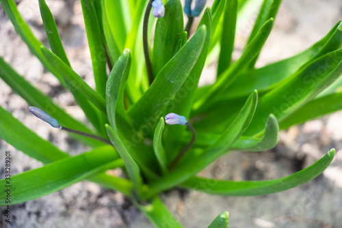 Blooming blue flowers with green leaves. Macro shot. Background like texture..