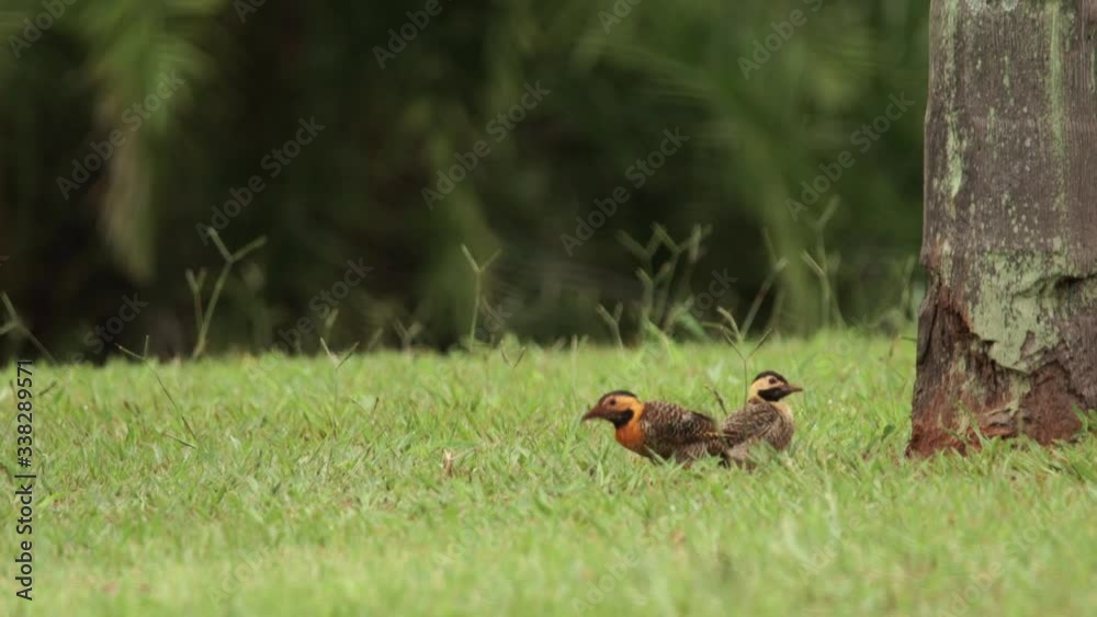 A woodpecker eats at the grass and another woodpecker arrives A woodpecker eats at the grass and another woodpecker arrives