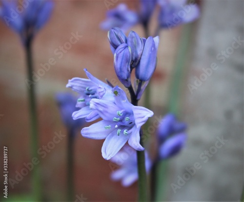 close up of blue hyacinth © Sajeev