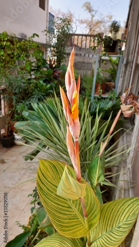 Canna Variegared with Orange flower photo