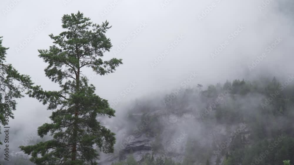 Pinetree in front of misty norwegian mountain Pinetree in front of misty norwegian mountain