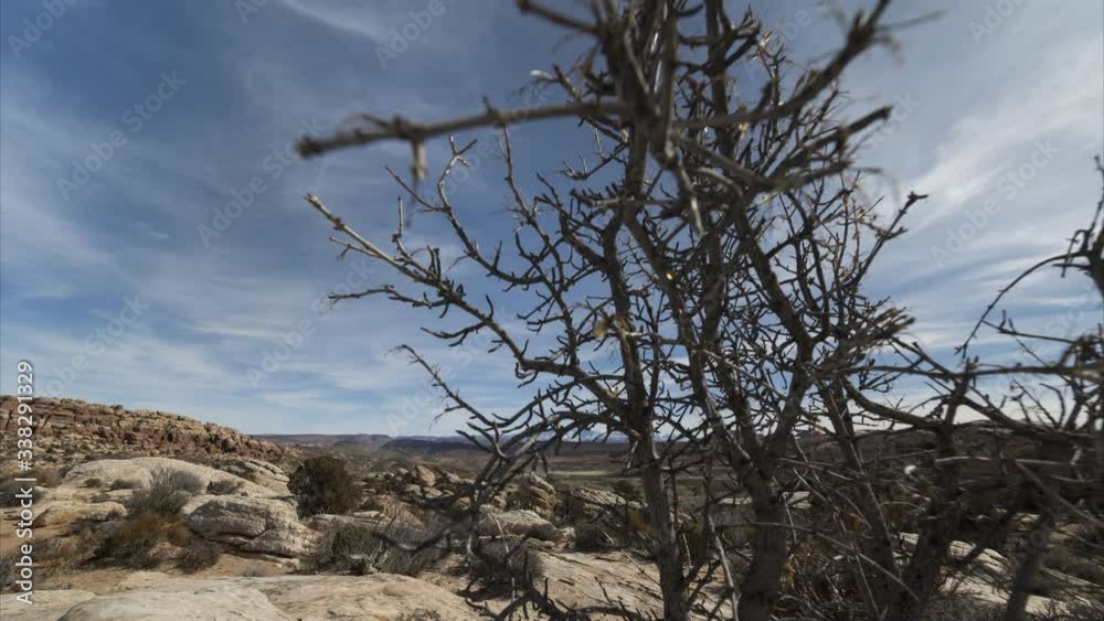 A wide motion timelapse shot moving past a large woody tree to reveal the distant La Sal Mountains and Arches National Park. Wispy high cloud flows overhead. A wide motion timelapse shot moving past a large woody tree to reveal the distant La Sal Mountains and Arches National Park. Wispy high cloud flows overhead.