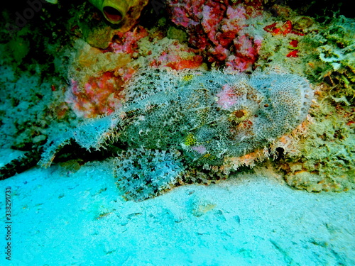 The amazing and mysterious underwater world of Indonesia  North Sulawesi  Manado  scorpionfish