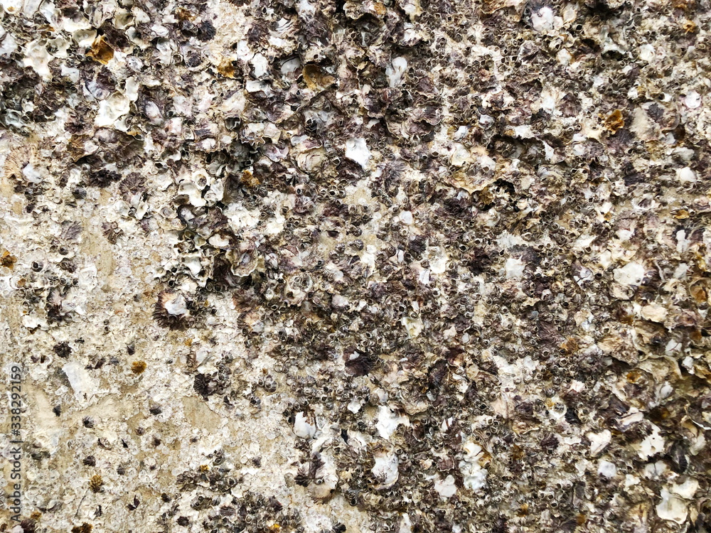 Oysters and shells on the rocks at low tide at baech. 