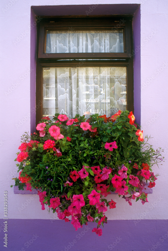 Big pink flowers in cottage windowsill , Eyeries Village, West Cork, Ireland
