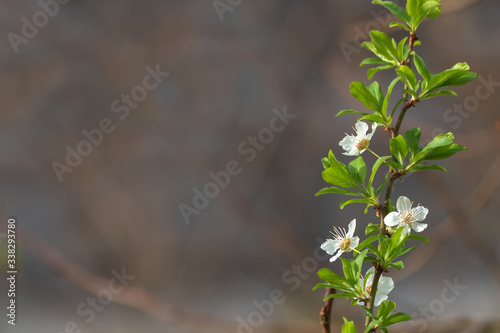Spring flowering of fruit tree