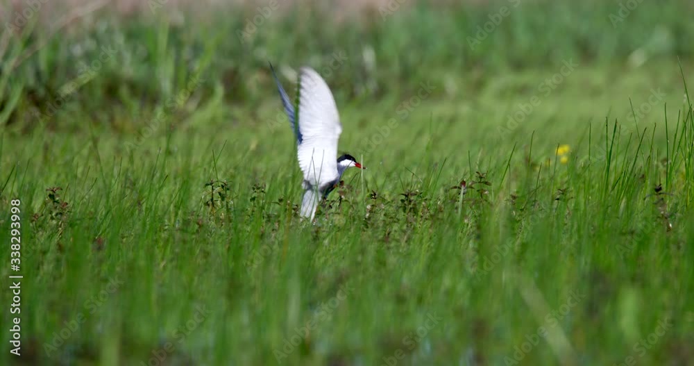 The whiskered tern (Chlidonias hybrida) on the flooded floodplain in Lonjsko polje, Croatia The whiskered tern (Chlidonias hybrida) on the flooded floodplain in Lonjsko polje, Croatia