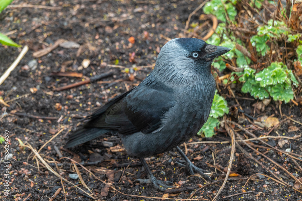 Jackdaw