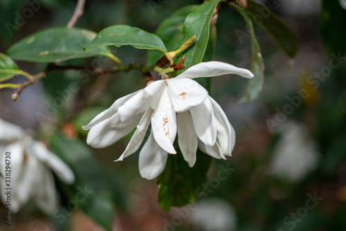 White flowering magnolia doltsopa Sweet michelia photo