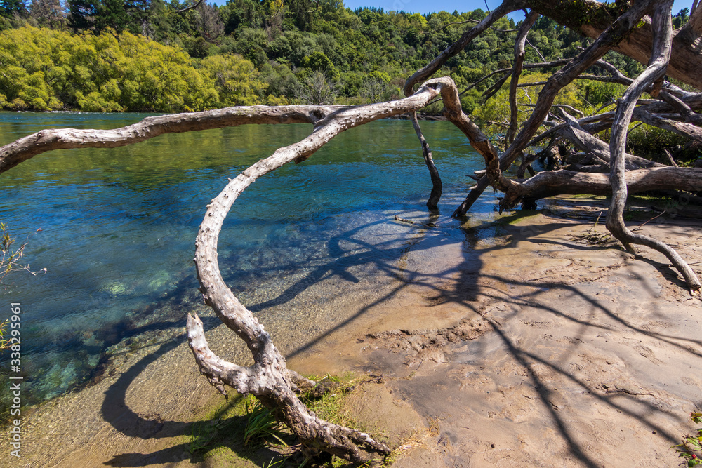Dead tree near Hulka falls in New Zealand