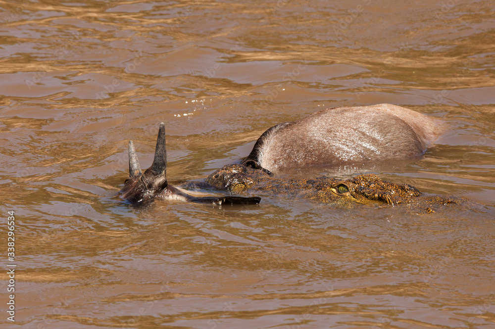Fototapeta premium A crocodile grabbing a wildebeest in Mara river at Masai Mara kenya