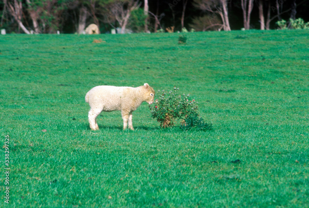 Fototapeta premium Lamb and green landscape in New Zealand