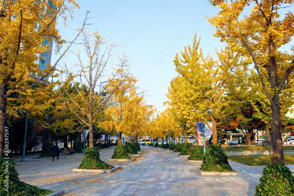 Naklejka premium 가을 단풍든 나무