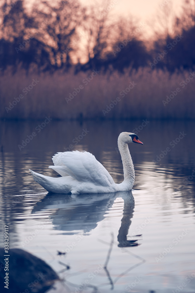 Swimming swan in the morning after sunrise with water reflection