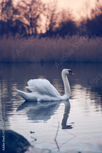 Swimming swan in the morning after sunrise with water reflection © marcelsphotoworld