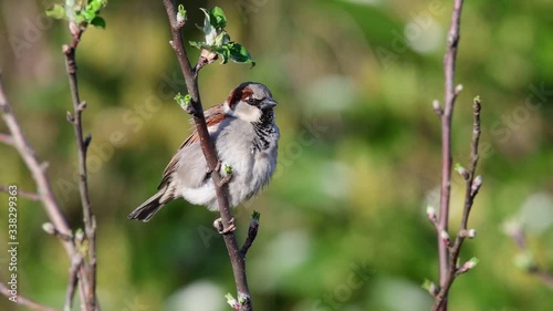 House sparrow male sitting in the apple tree and call, garden, spring, (passer domesticus), germany
