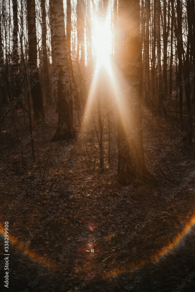 birch grove on the background of the setting sun