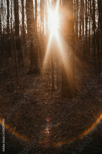 birch grove on the background of the setting sun