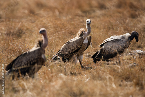 A Vulture is a large scavenging bird