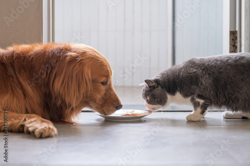 British shorthair cat and golden retriever eating together