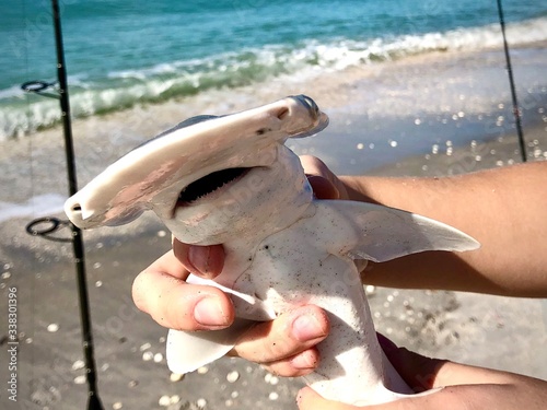 Hammerhead shark, Sphyrnidae in the male hand released after an accidental catch photo