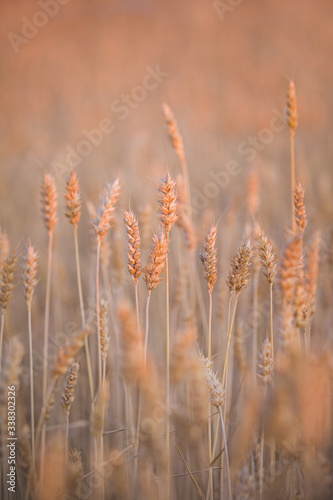 Golden ears of wheat in the field. The sun at sunset highlights the stalks of rye ripening in a rural meadow. Agriculture concept. A rich harvest of wheat. Toning