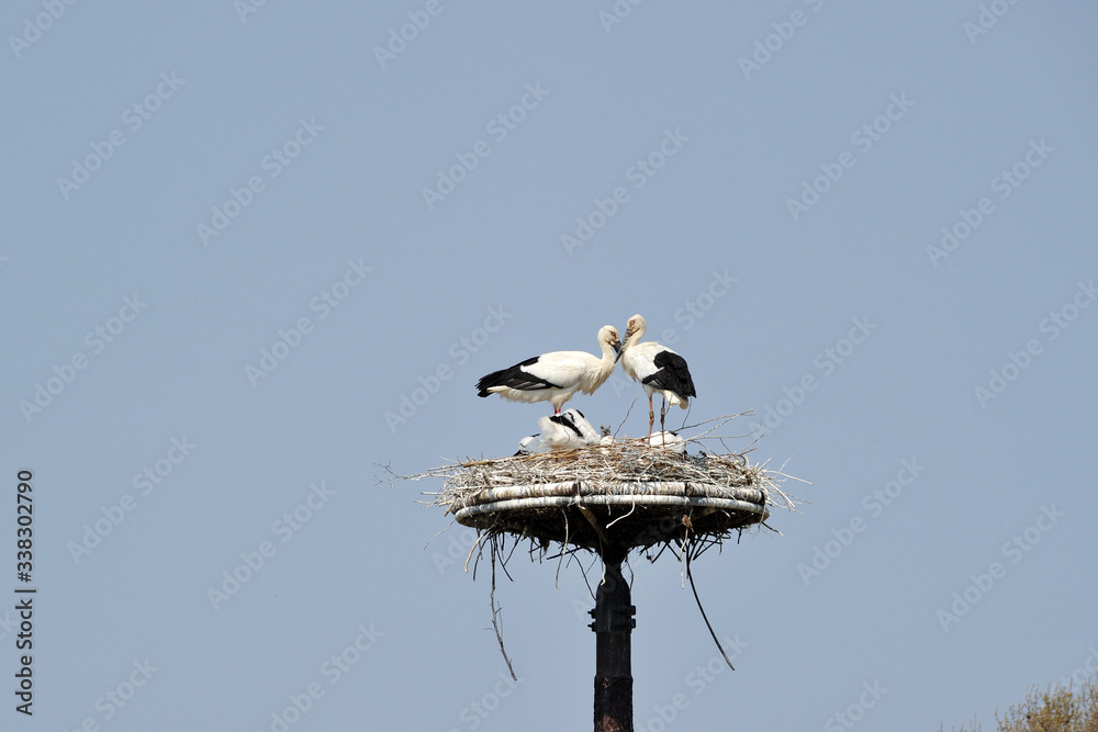 Stork in Gwangsi-myeon, Yesan-gun, South Korea. Stork in Gwangsi-myeon, Yesan-gun, South Korea.