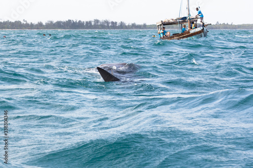 The Whaleshark on the Sea in Tanzania, Africa