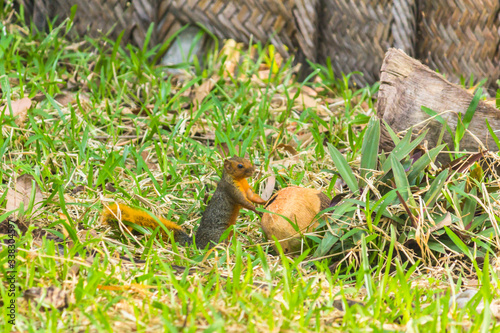 The Squirrell with Coconut on the Grass © skynex