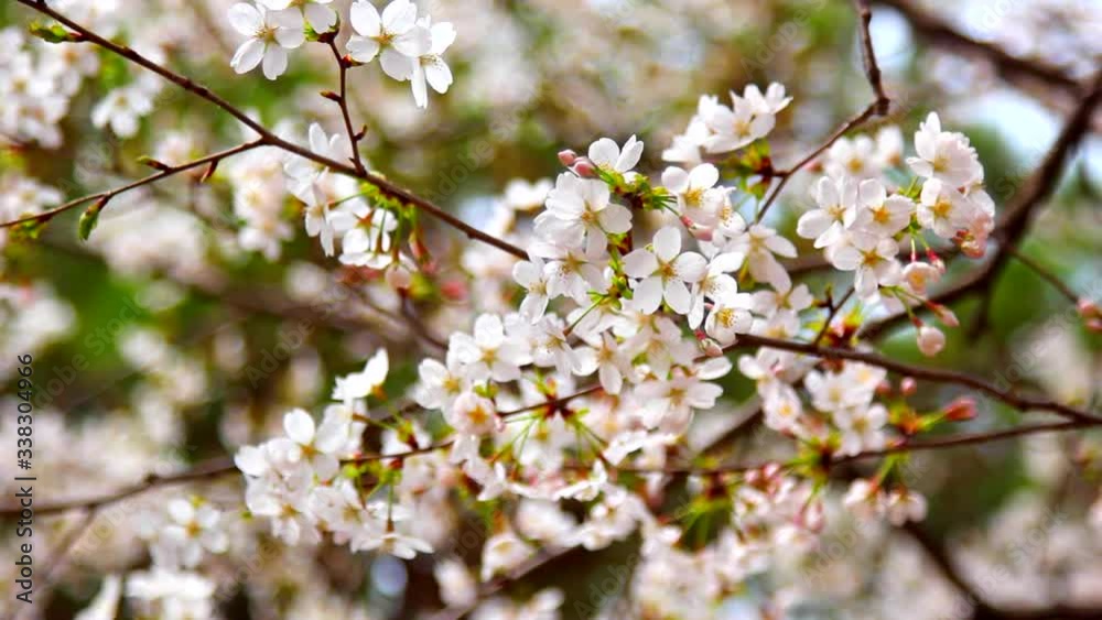 Cherry Blossom Flower blowing in the wind in Spring, South Korea Cherry Blossom Flower blowing in the wind in Spring, South Korea