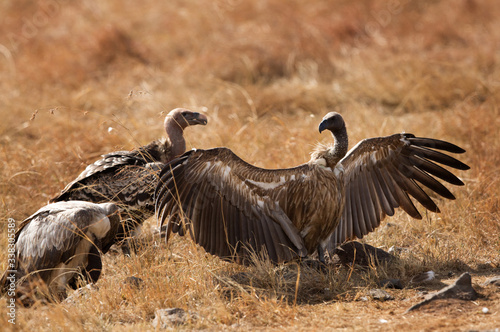 A Vulture is a large scavenging bird © Dr Ajay Kumar Singh