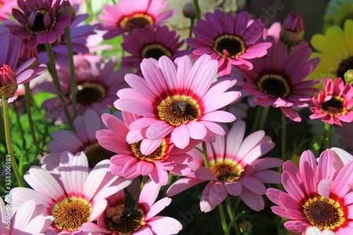 Pink flower in the garden in Athens  Greece.