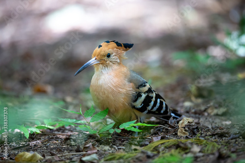 An endemic Madagascar hoopoe bird, with a colorful plumage