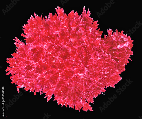 red large polycrystal isolated on black