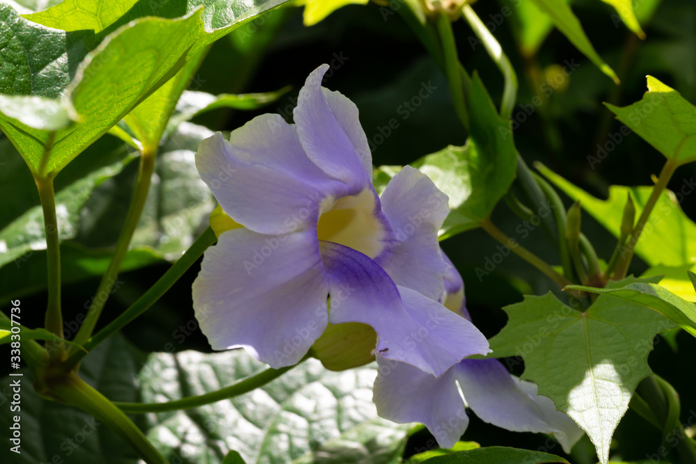 Exotic flowers of the island of Madagascar Exotic flowers of the island of Madagascar