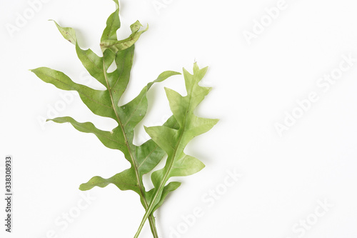 Young wild fern plant isolated white background