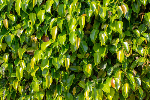 background, green leaves in the sun