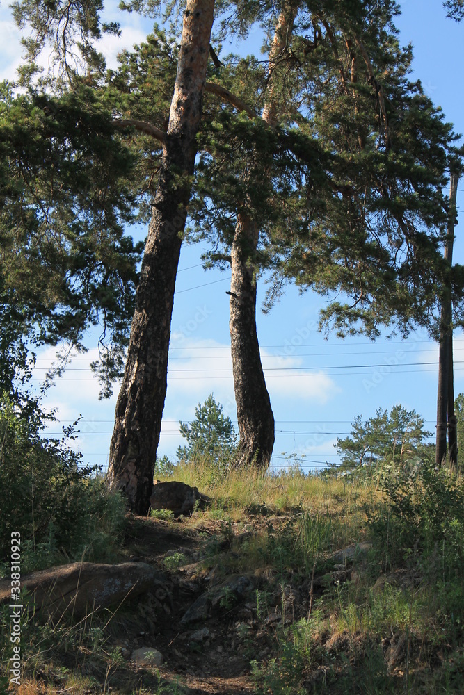 Fototapeta premium trees in the forest