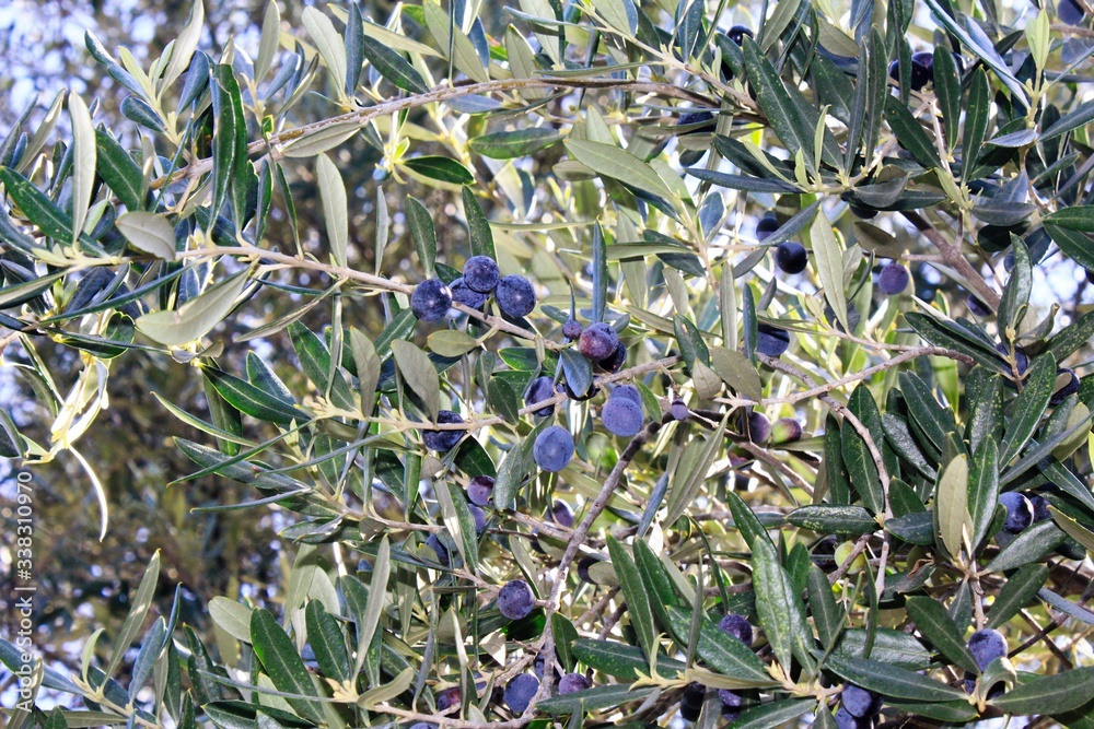Fototapeta premium Olive tree branch in Attica, Greece.