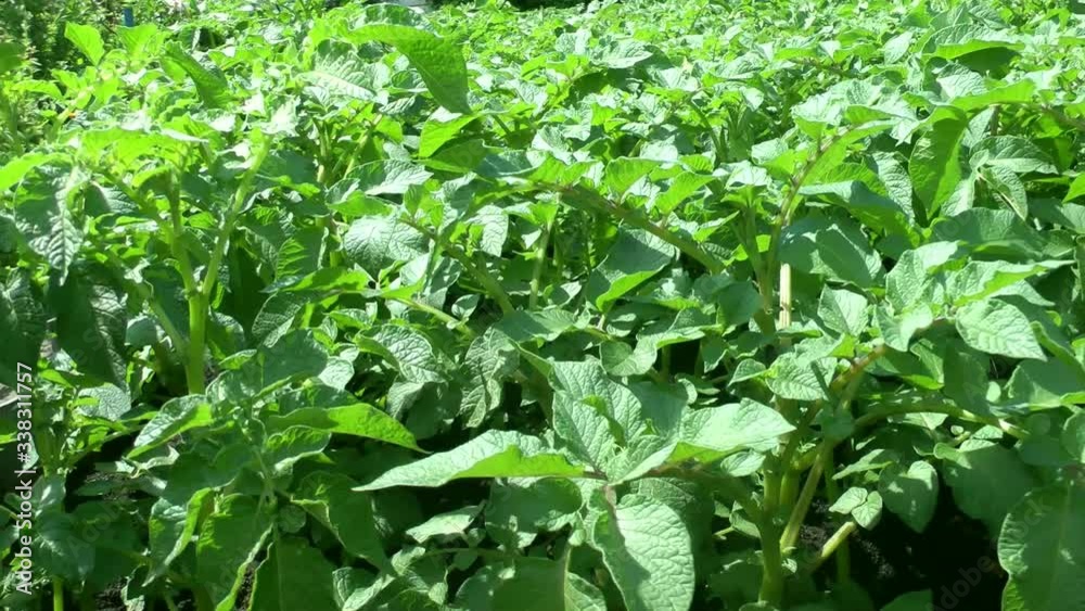 green sprouts of potatoes shakes the wind on an agricultural field, potato tops in the sun on a summer day green sprouts of potatoes shakes the wind on an agricultural field, potato tops in the sun on a summer day