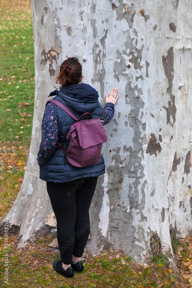 A woman in a park is touching a mighty and thick plane tree. Relaxation activity in the park. Leisure activities A woman in a park is touching a mighty and thick plane tree. Relaxation activity in the park. Leisure activities