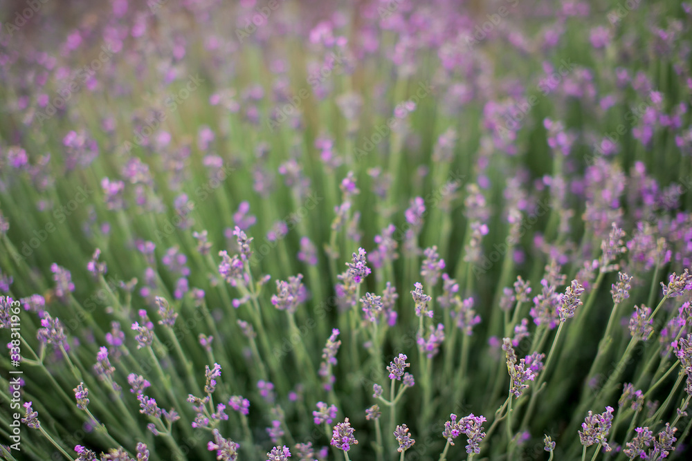 Fototapeta premium Lavender fields on the sunset