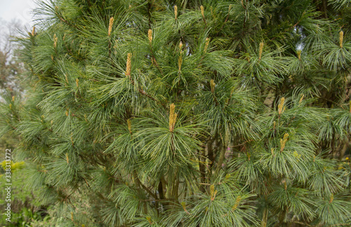 Green Foliage and Brown Cones of a Japanese White Pine Tree (Pinus parviflora 'Saphir') Growing in a Garden in Rural Devon, England, UK photo