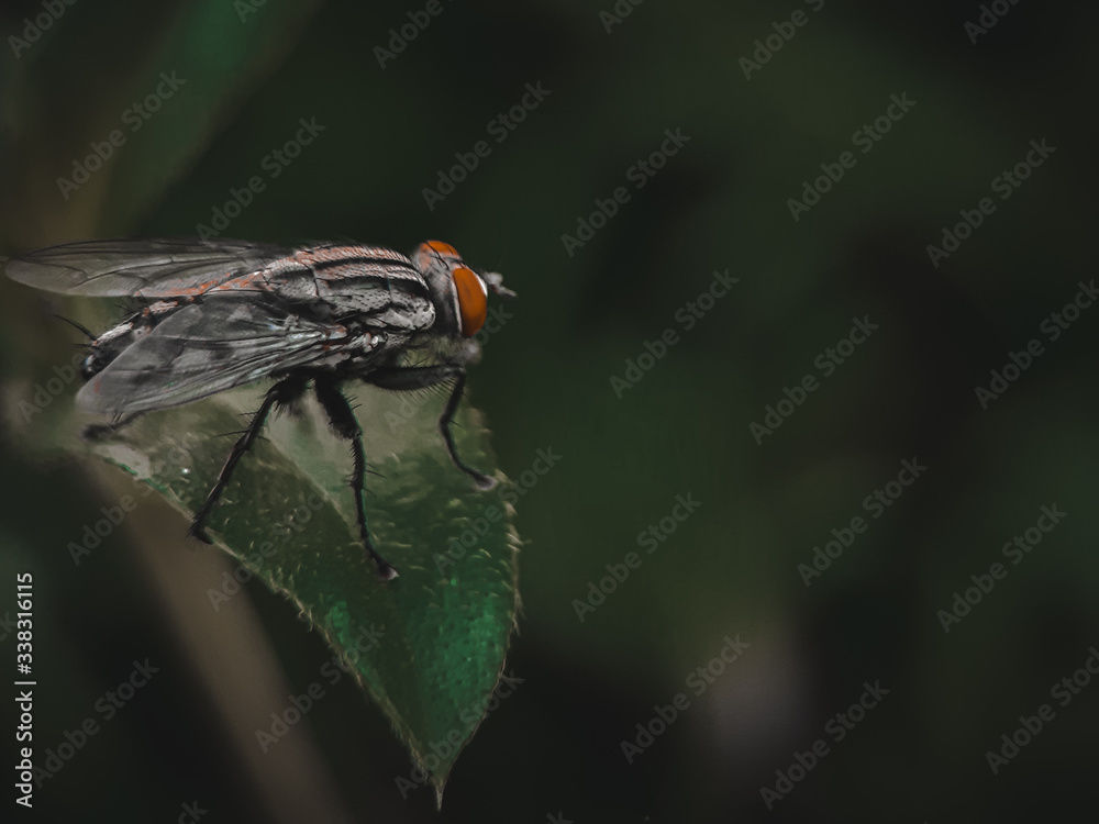 fly on leaf