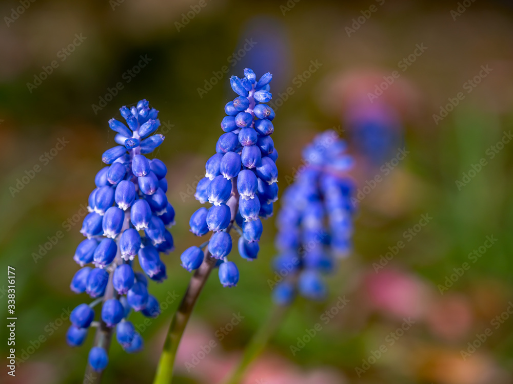 Close up and selective focus on a blue grape hyacinth (muscari) flower head against an out of focus background Close up and selective focus on a blue grape hyacinth (muscari) flower head against an out of focus background