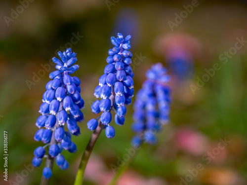 Close up and selective focus on a blue grape hyacinth (muscari) flower head against an out of focus background