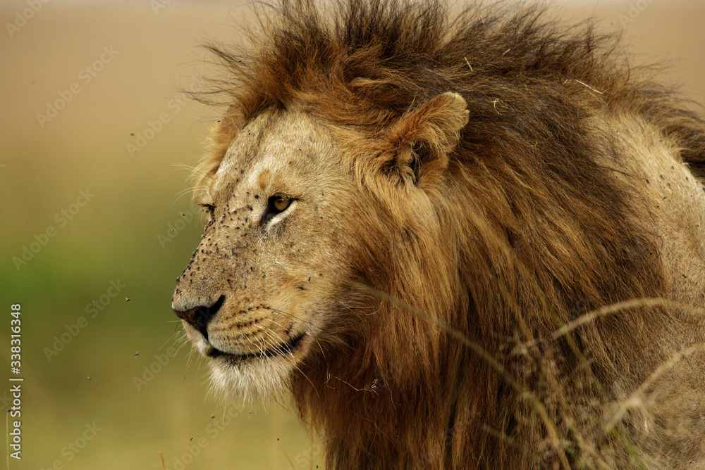 Portrait of a Lion, Masai Mara