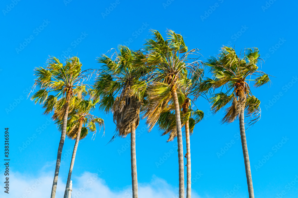 Fototapeta premium palm tree on sunny day with blue sky background.