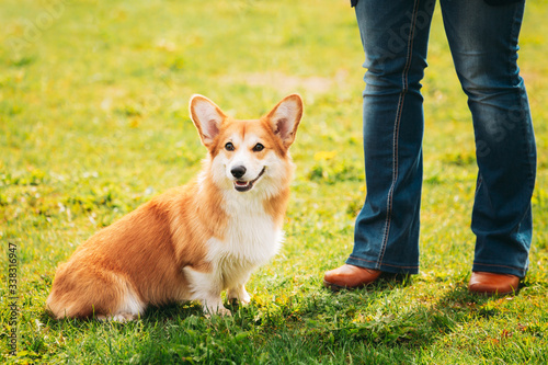 Welsh Corgi Dog Puppy Sitting At Feet Of Owner In Green Summer Grass