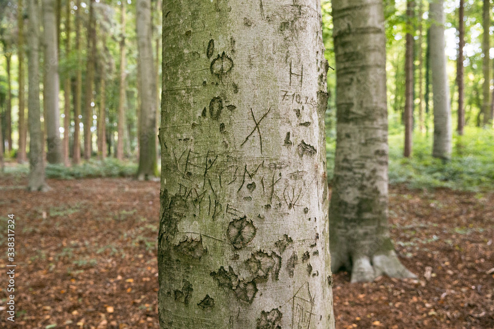 Baumstamm: Ringe / Jahresringe eines abgesägten Baumstammes
